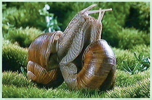 Two Kissing Snails